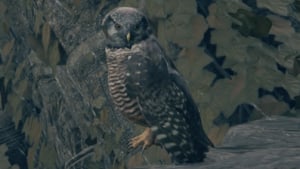 owl wildlife creature elden ring wiki guide 300px