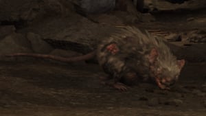 rat wildlife creature elden ring wiki guide 300px